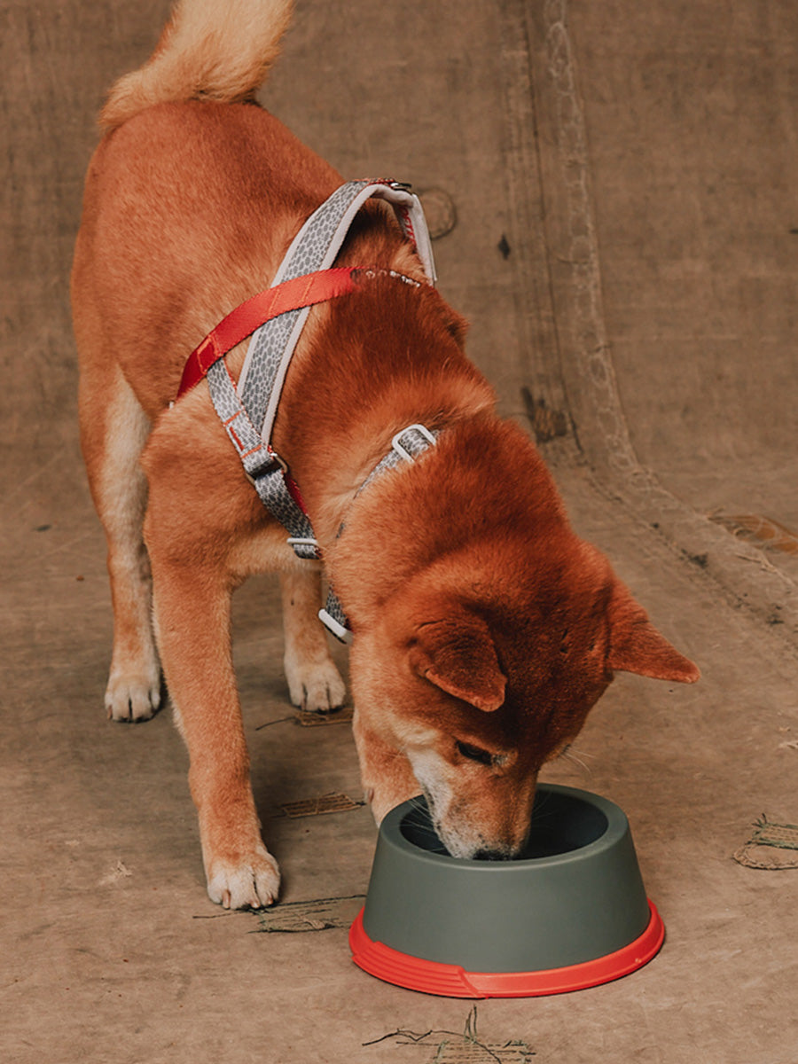 zee-dog-x-reebok-suede-gamelle-pour-chien