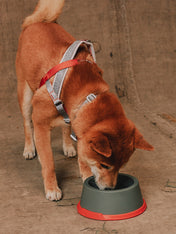 zee-dog-x-reebok-suede-gamelle-pour-chien