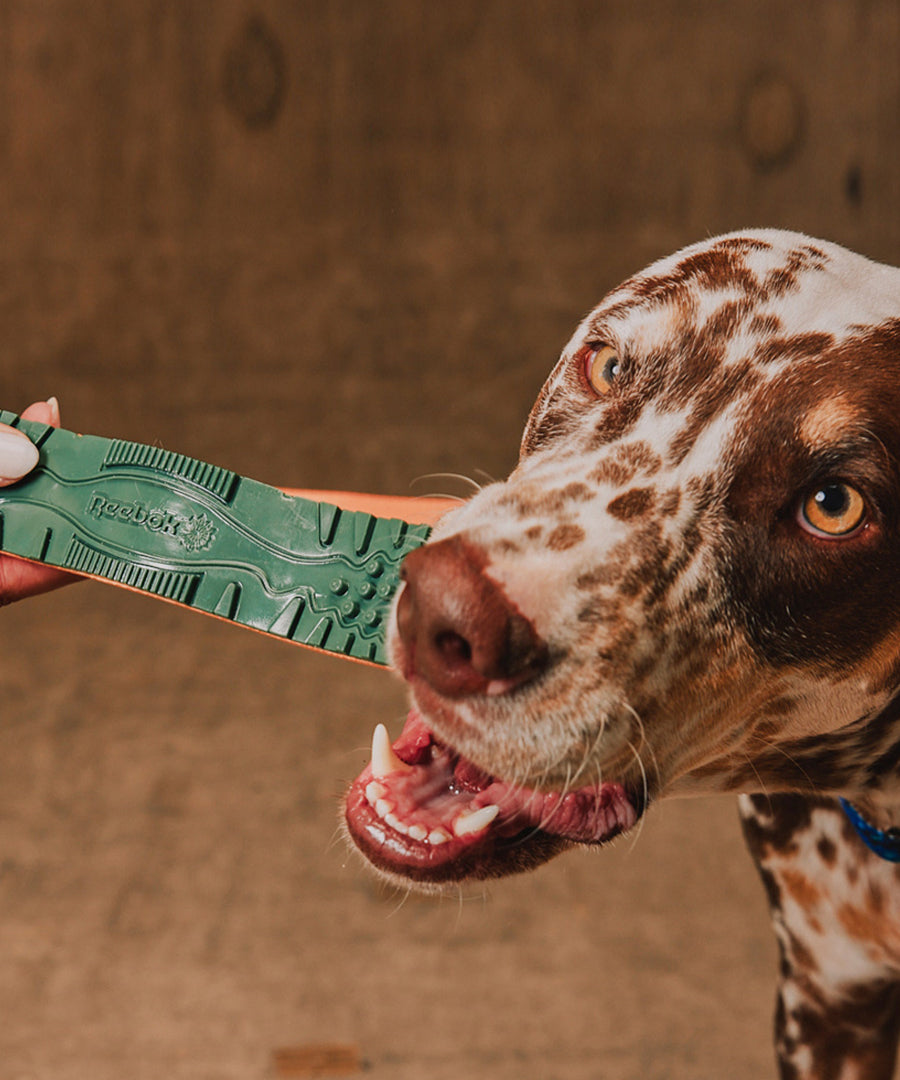 zee-dog-x-reebok-trekk-jouet-resistant-pour-chien