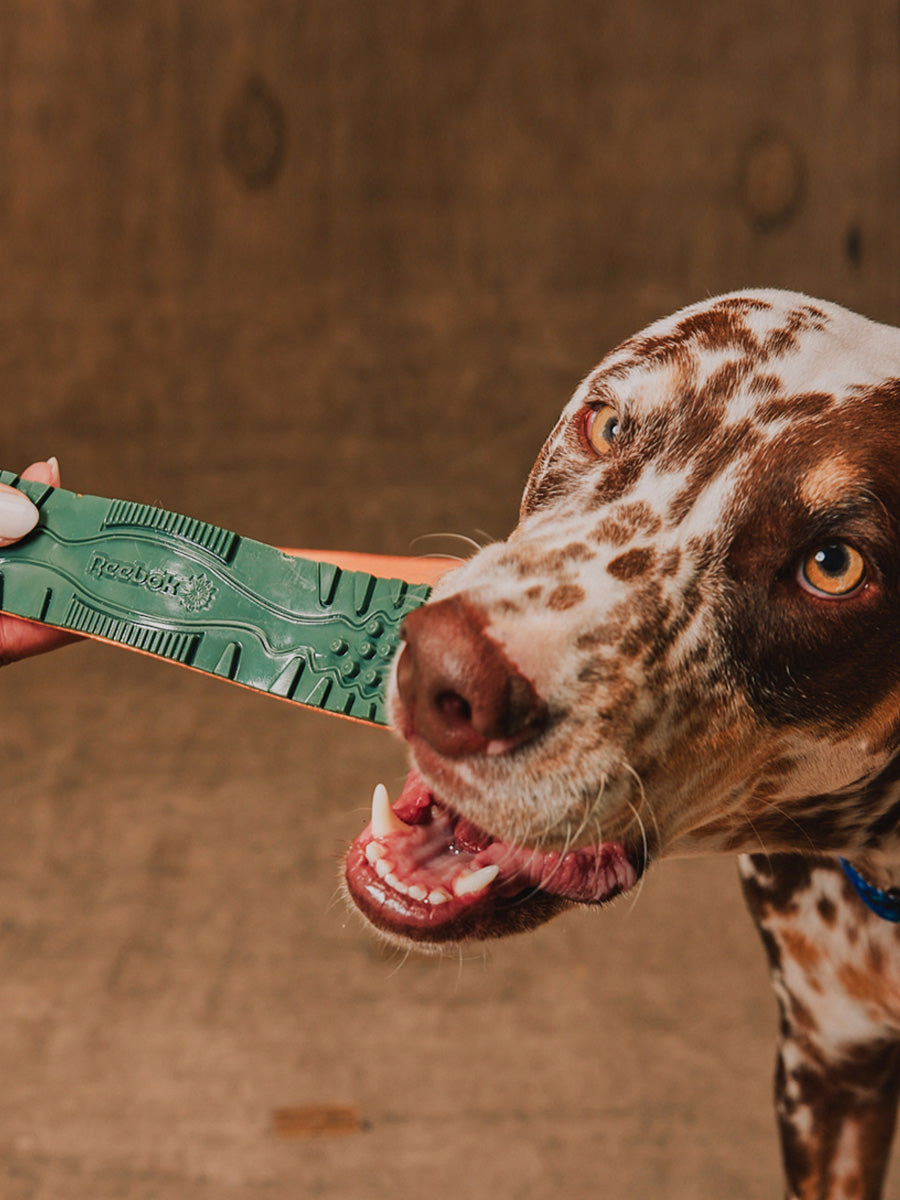 zee-dog-x-reebok-trekk-jouet-resistant-pour-chien