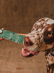 zee-dog-x-reebok-trekk-jouet-resistant-pour-chien