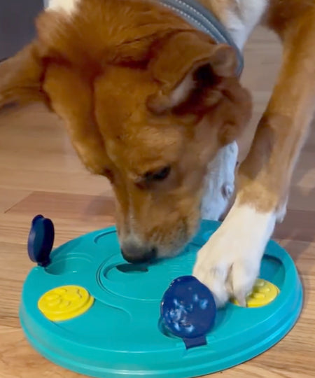       zippy-paws-jouet-puzzle-interactif-pour-chien-Smarty-Paws-Puzzler