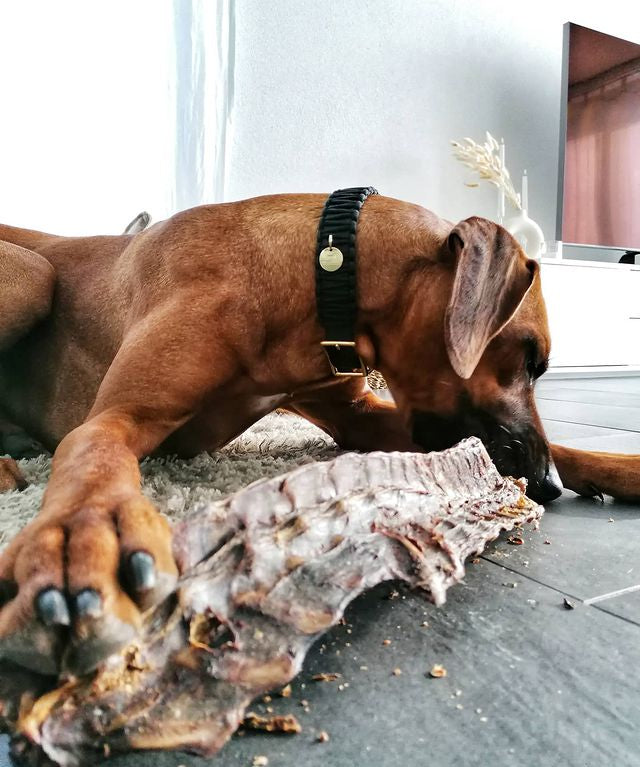       PAUL-PAULINA-friandise-mastication-naturelles-chien-ribs-cerf
