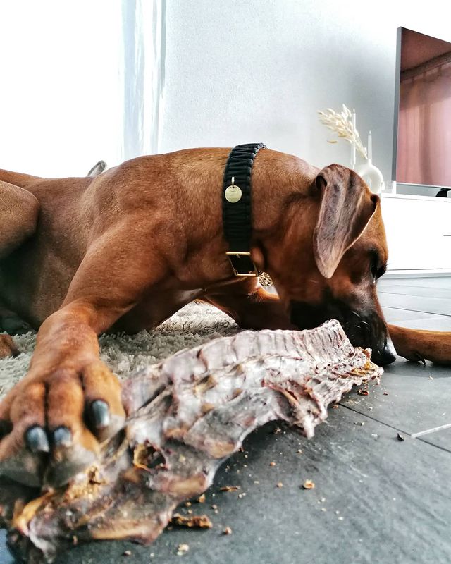       PAUL-PAULINA-friandise-mastication-naturelles-chien-ribs-cerf