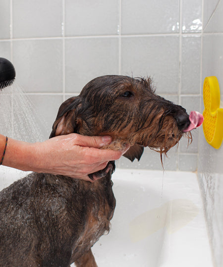       AFP-tapis-de-lechage-canard-bain-pour-chien-enrichissement