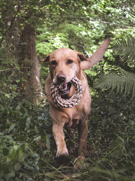 Becopets-jouet-corde-eco-friendly-ecologique-chien-cercle
