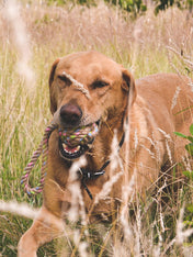 Becopets-jouet-corde-eco-friendly-ecologique-chien-balle