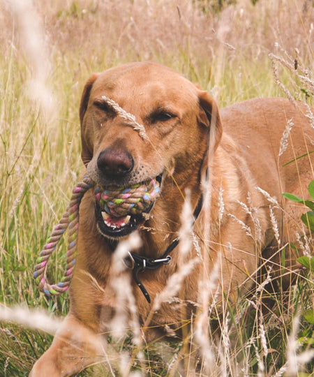 Becopets-jouet-corde-eco-friendly-ecologique-chien-balle