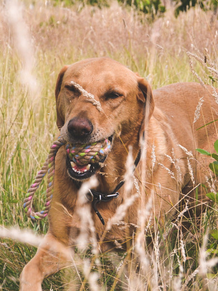 Becopets-jouet-corde-eco-friendly-ecologique-chien-balle