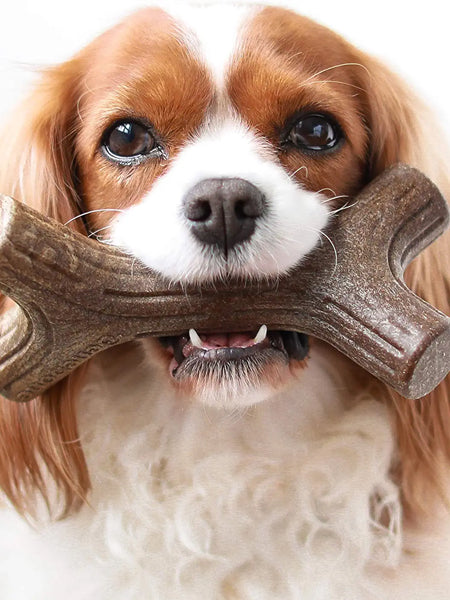 Benebone-jouet-a-macher-pour-chien-bacon-stick