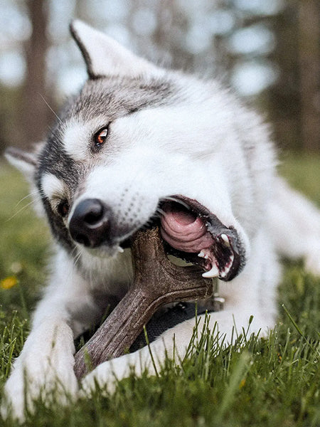 Benebone-jouet-a-macher-pour-chien-bacon-stick