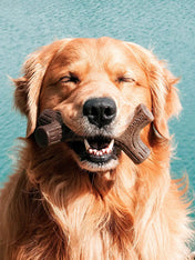 Benebone-jouet-a-macher-pour-chien-bacon-stick