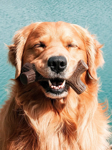 Benebone-jouet-a-macher-pour-chien-bacon-stick