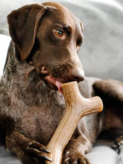 Benebone-jouet-a-macher-pour-chien-bacon-stick