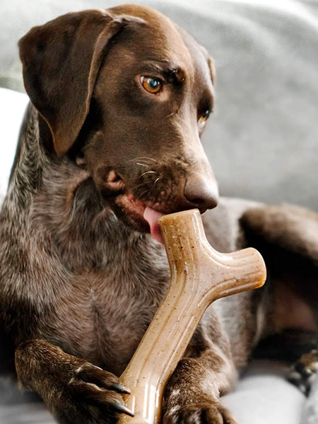 Benebone-jouet-a-macher-pour-chien-bacon-stick