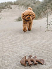    Benebone-jouet-a-macher-pour-chien-fishbone