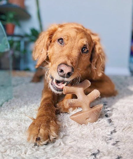    Benebone-jouet-a-macher-pour-chien-fishbone
