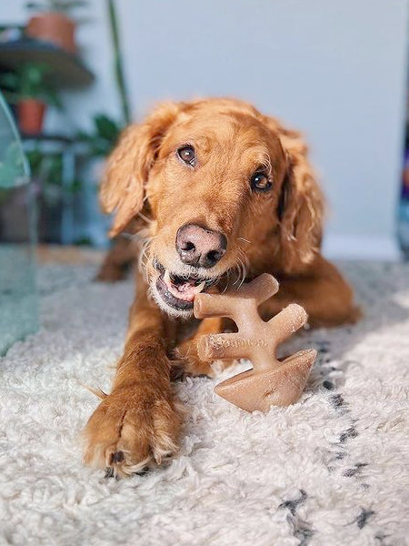    Benebone-jouet-a-macher-pour-chien-fishbone
