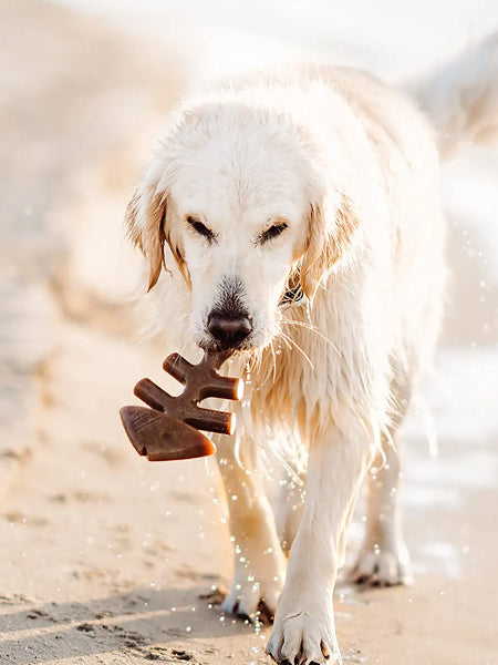    Benebone-jouet-a-macher-pour-chien-fishbone