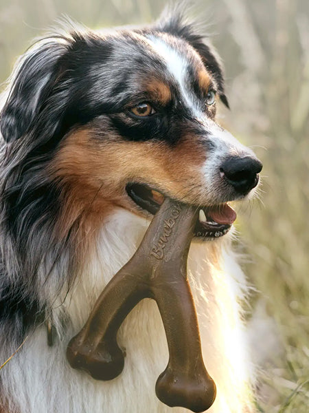     Benebone-jouet-a-macher-pour-chien-wishbone-bacon