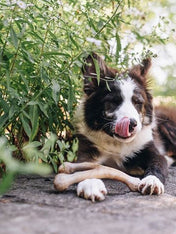     Benebone-jouet-a-macher-pour-chien-wishbone-beurre-de-cacahuete
