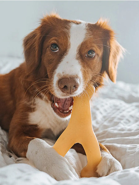     Benebone-jouet-a-macher-pour-chien-wishbone-poulet