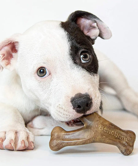     Benebone-jouet-a-macher-pour-chiot-wishbone-puppy-bacon
