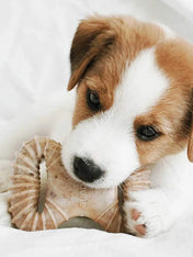     Benebone-pack-2-jouets-a-macher-pour-chiot-Dental-Chew-Wishbone