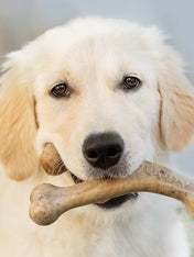     Benebone-jouet-a-macher-pour-chiot-wishbone-puppy-bacon