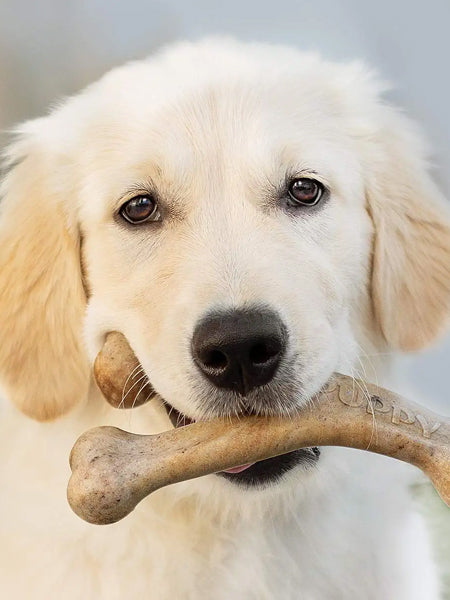     Benebone-jouet-a-macher-pour-chiot-wishbone-puppy-bacon