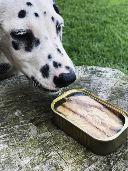        Canumi-friandise-alimentation-naturelles-chien-filets-de-maquereau