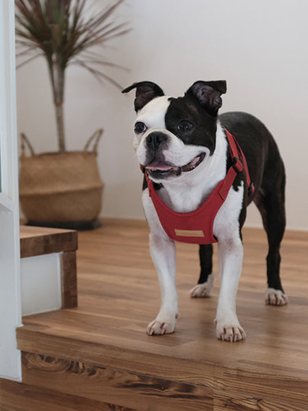 Charlie_s-Backyard-harnais-confort-pour-chien-rouge