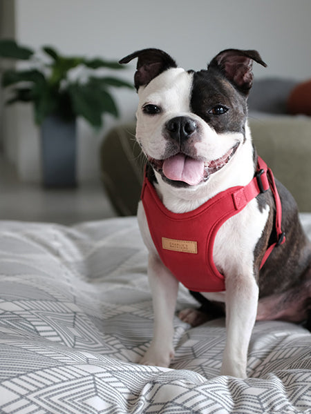 Charlie_s-Backyard-harnais-confort-pour-chien-rouge