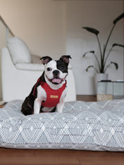 Charlie_s-Backyard-harnais-confort-pour-chien-rouge