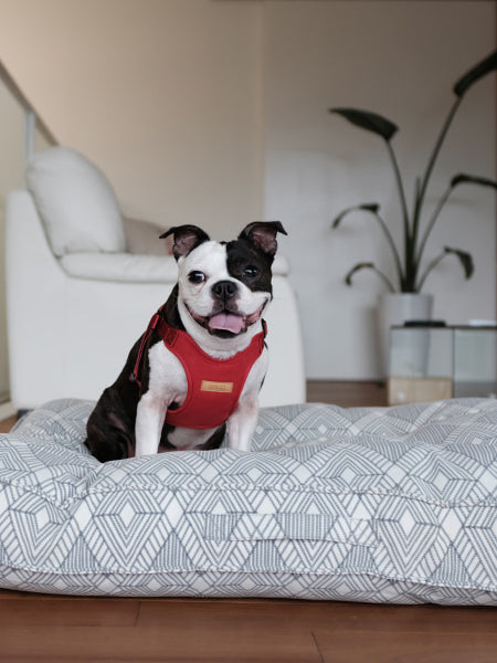 Charlie_s-Backyard-harnais-confort-pour-chien-rouge