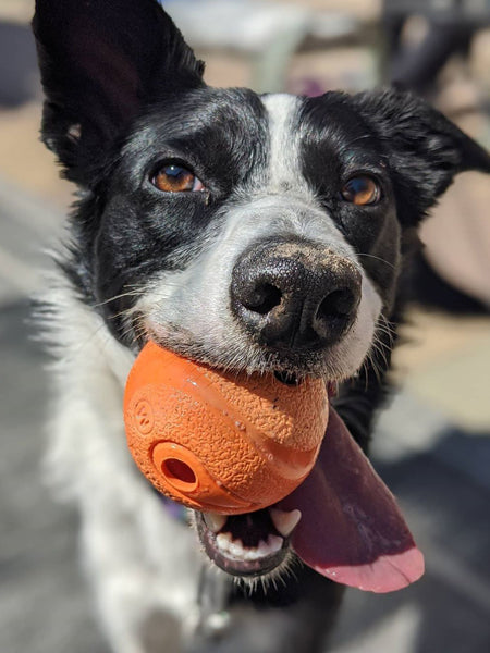 Jouet pour chien frisbee balle – Charlotte