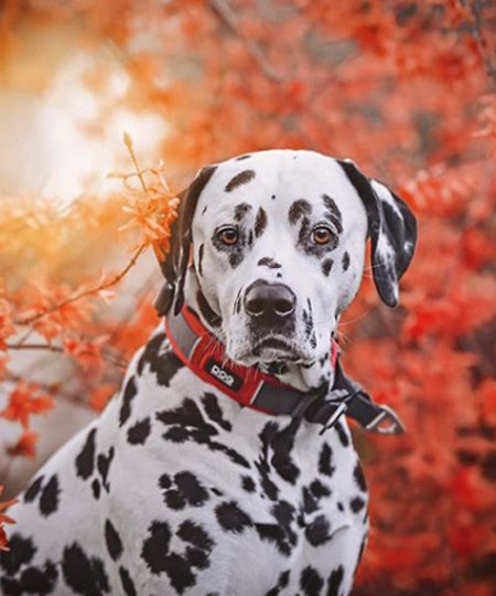DOG-Copenhagen-collier-pour-chien-resistant-urban-explorer-rouge
