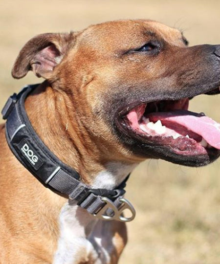 DOG-Copenhagen-collier-pour-chien-resistant-urban-explorer-noir