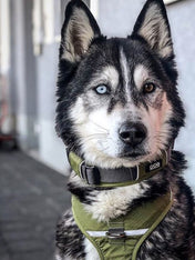 DOG-Copenhagen-collier-pour-chien-resistant-urban-explorer