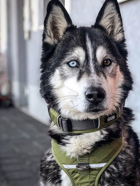 DOG-Copenhagen-collier-pour-chien-resistant-urban-explorer