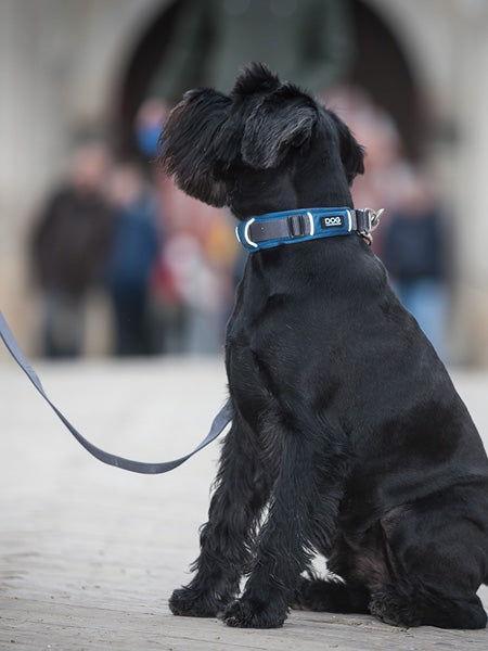 DOG-Copenhagen-collier-pour-chien-resistant-urban-explorer-bleu