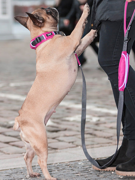 DOG-Copenhagen-collier-pour-chien-resistant-urban-explorer-rose