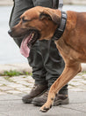 DOG-Copenhagen-collier-pour-chien-resistant-urban-explorer-marron-