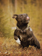 DOG-Copenhagen-collier-pour-chien-resistant-urban-explorer