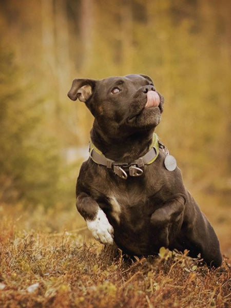 DOG-Copenhagen-collier-pour-chien-resistant-urban-explorer