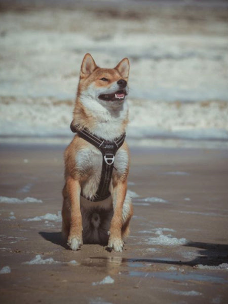 DOG-Copenhagen-harnais-pour-chien-resistant-comfort-walk-air-noir-shiba-inu