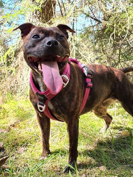 DOG-Copenhagen-harnais-pour-chien-resistant-comfort-walk-air-staffie