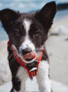 DOG-Copenhagen-harnais-comfort-walk-air-pour-chien-resistant-rouge
