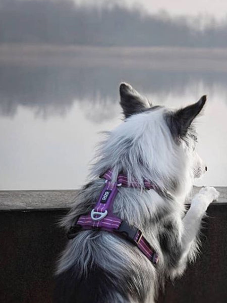 DOG-Copenhagen-harnais-comfort-walk-air-pour-chien-resistant-violet