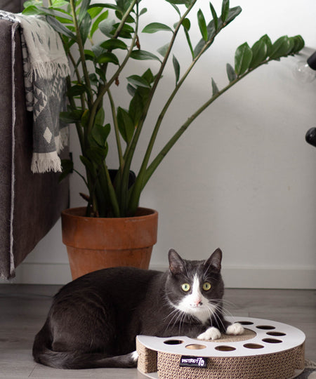 District70-jeu-griffoir-carton-pour-chat-design